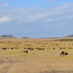  Wildebeest Horizon, Africa 2014